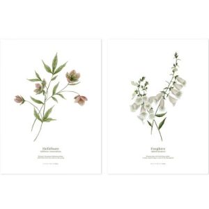 achetez Lot de 2 affiches Hellébore & Foxglove (30 x 40 cm) Lilipinso au meilleur prix en promo