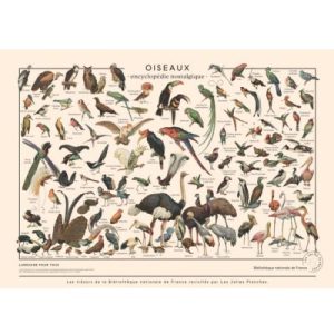 achetez Planche Oiseaux (70 x 50 cm) les jolies planches au meilleur prix en promo