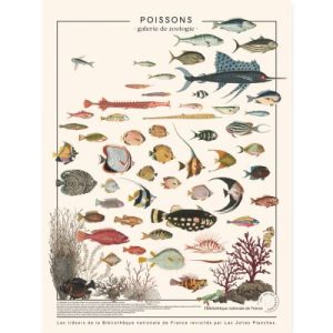 achetez Planche Poissons exotiques (60 x 80 cm) les jolies planches au meilleur prix en promo