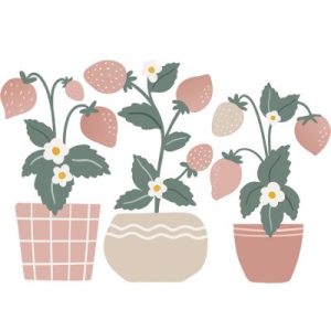 achetez Stickers muraux Fraisiers (50 x 34 cm) Lilipinso au meilleur prix en promo