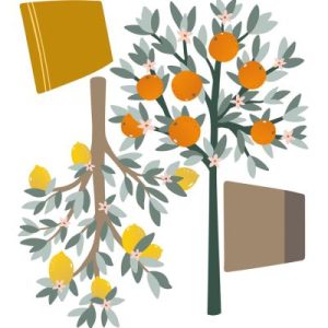achetez Stickers muraux Oranger et citronnier (77 x 87 cm) Lilipinso au meilleur prix en promo